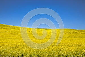 Summer in Palouse Washington during canola bloom