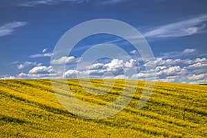 Summer in Palouse Washington during canola bloom