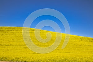 Summer in Palouse Washington during canola bloom