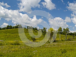 Summer panorama a blossoming meadow