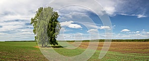 Summer panorama of fields with trees, Russia,