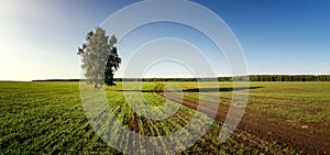 Summer panorama of fields with trees, Russia,