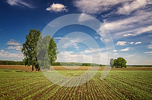 Summer panorama of fields with trees, Russia,