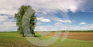 Summer panorama of fields with trees, Russia,