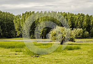 Summer panorama of the pond near Kovilj, not far from Novi Sad