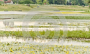 Summer panorama of the pond near Kovilj, not far from Novi Sad