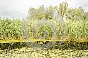 Summer panorama of the pond near Kovilj, not far from Novi Sad