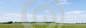 Summer panoramic green landscape of a field with a row of birch trees with horizon