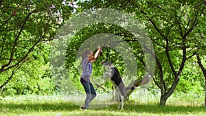 Summer park or backyard and a teenage girl with a dog appears in the frame. Girl trains her pet to bounce. Dog training