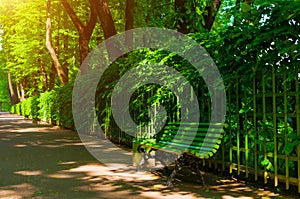 Summer park, green trees and park alley in sunny summer day. Summer park with benches