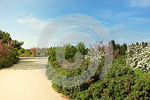 Summer park landscape with sand trail