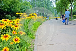 Summer park scenery