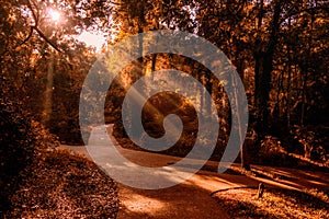 summer on a park trail