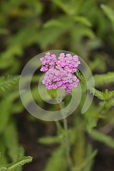 Summer Pastels Yarrow