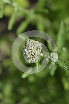 Summer Pastels Yarrow