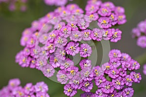 Summer Pastels Yarrow