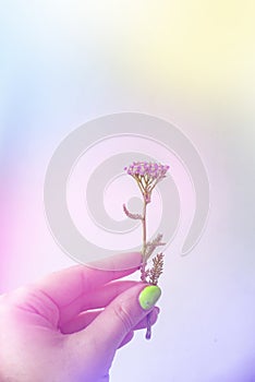 Summer Pastels Yarrow - Latin name - Achillea millefolium. Hand hold a flower