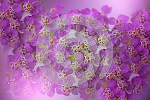Summer Pastels Yarrow - Latin name - Achillea millefolium Summer Pastels