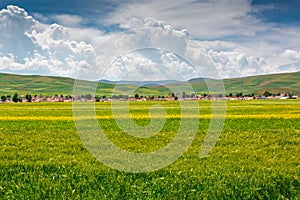 Summer pastoral scenery