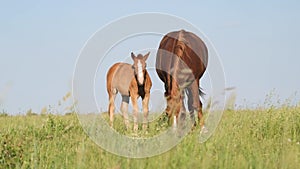 Summer pasture. Summer landscape with horses grazing on a green lawn.