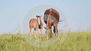 Summer pasture. Summer landscape with horses grazing on a green lawn.