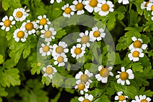 Summer patern of small pyrethrum flowers