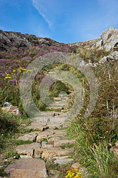 Summer path winding off into the distance