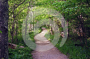 Summer Path in Woods