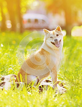 Summer photo happy dog Shiba Inu