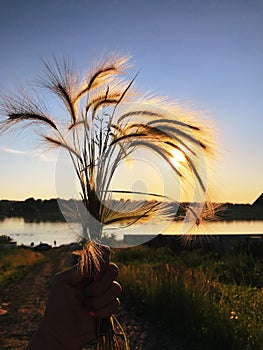 Summer photo at sunset: a bouquet of ears of corn in hand with the river on the background