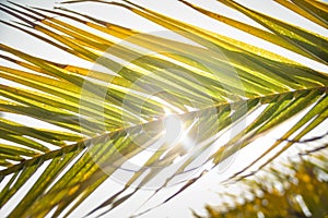 Summer photo of tropic palm.