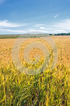 Summer photography. The wheat field, the cereal plant, which is the most important species grown in temperate countries, the grain