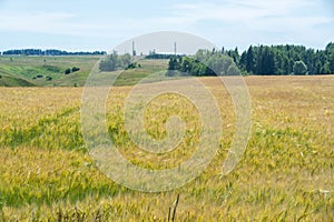 Summer photography. The wheat field, the cereal plant, which is the most important species grown in temperate countries, the grain