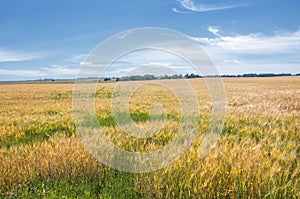 Summer photography. The wheat field, the cereal plant, which is the most important species grown in temperate countries, the grain