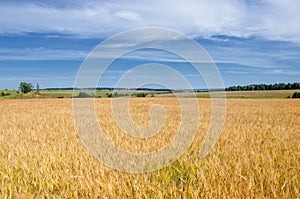 Summer photography. The wheat field, the cereal plant, which is the most important species grown in temperate countries, the grain