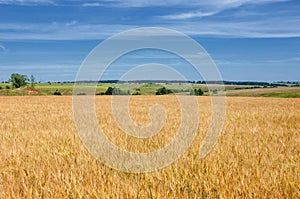 Summer photography. The wheat field, the cereal plant, which is the most important species grown in temperate countries, the grain