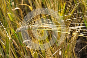 Summer photography. The wheat field, the cereal plant, which is the most important species grown in temperate countries, the grain