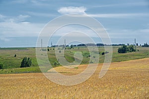 Summer photography. The wheat field, the cereal plant, which is the most important species grown in temperate countries, the grain