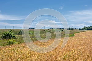 Summer photography. The wheat field, the cereal plant, which is the most important species grown in temperate countries, the grain