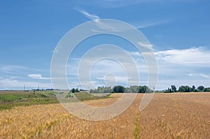 Summer photography. The wheat field, the cereal plant, which is the most important species grown in temperate countries, the grain