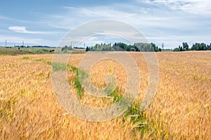 Summer photography. The wheat field, the cereal plant, which is the most important species grown in temperate countries, the grain