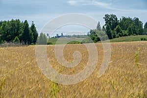 Summer photography. The wheat field, the cereal plant, which is the most important species grown in temperate countries, the grain