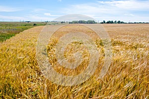 Summer photography. The wheat field, the cereal plant, which is the most important species grown in temperate countries, the grain