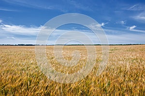 Summer photography. The wheat field, the cereal plant, which is the most important species grown in temperate countries, the grain