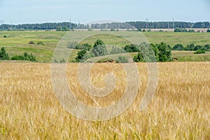 Summer photography. The wheat field, the cereal plant, which is the most important species grown in temperate countries, the grain