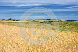 Summer photography. The wheat field, the cereal plant, which is the most important species grown in temperate countries, the grain