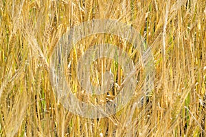 Summer photography. The wheat field, the cereal plant, which is the most important species grown in temperate countries, the grain