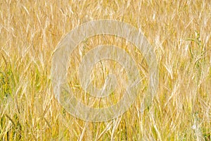 Summer photography. The wheat field, the cereal plant, which is the most important species grown in temperate countries, the grain