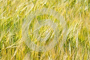 Summer photography. The wheat field, the cereal plant, which is the most important species grown in temperate countries, the grain