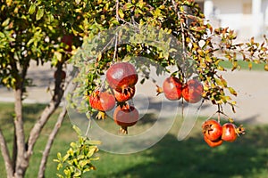 summer picture of fruit